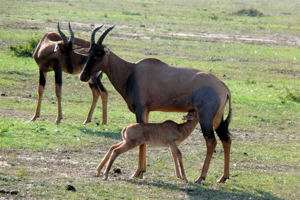 KENIA - MASAI MARA NATIONAL PARK - een topi moeder met jong