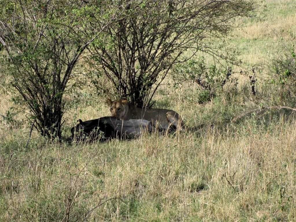 KENIA - MASAI MARA NATIONAL PARK - een leeuw die een gnoe aan het eten is