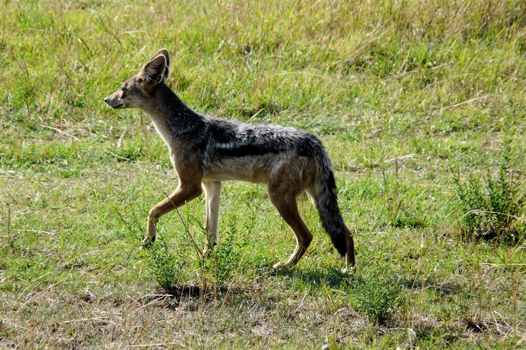 KENIA - MASAI MARA NATIONAL PARK - een zadeljakhals