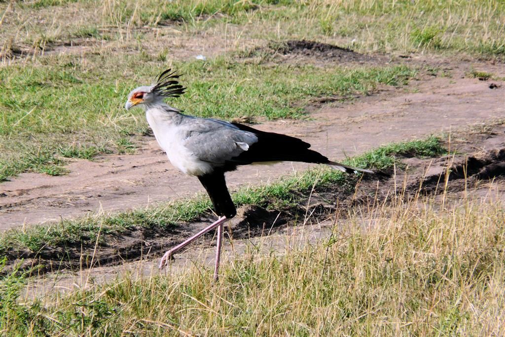 KENIA - MASAI MARA NATIONAL PARK - een secretarisvogel