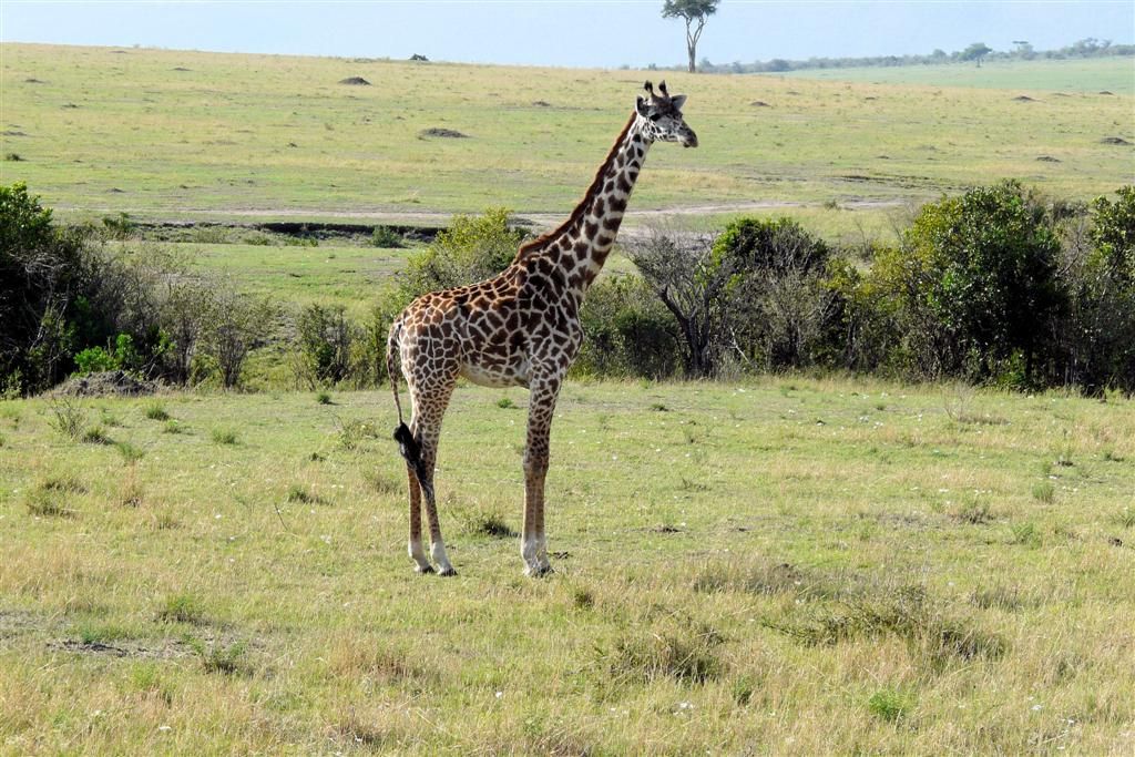 KENIA - MASAI MARA NATIONAL PARK - een masai giraffe