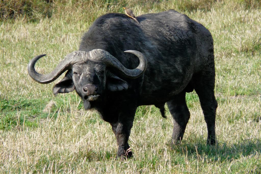 KENIA - MASAI MARA NATIONAL PARK - een Kaapse buffel