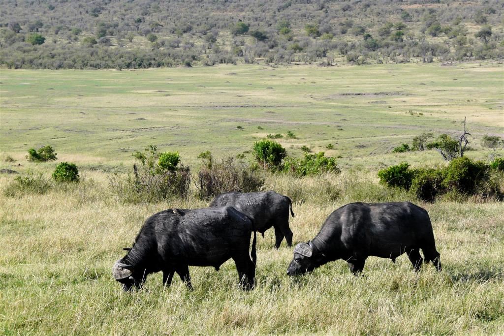 KENIA - MASAI MARA NATIONAL PARK - drie Kaapse buffels