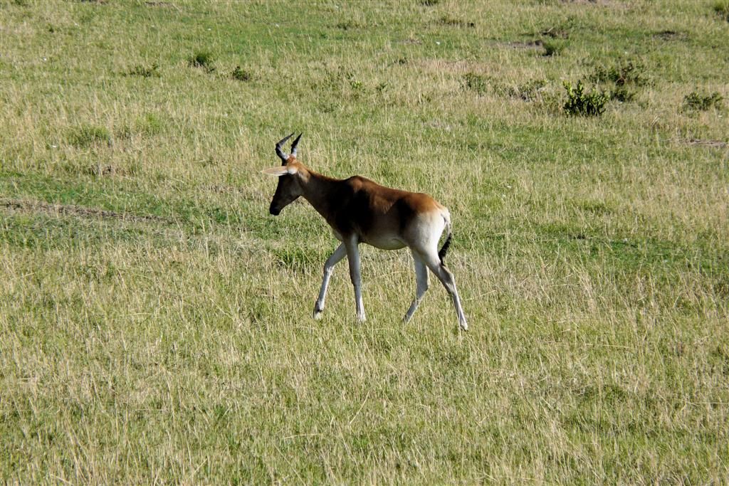 KENIA - MASAI MARA NATIONAL PARK - een hartebeest