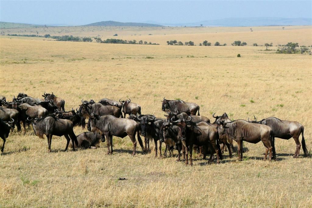 KENIA - MASAI MARA NATIONAL PARK - een kudde gnoes
