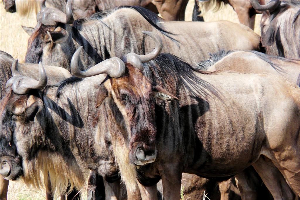 KENIA - MASAI MARA NATIONAL PARK - een kudde gnoes