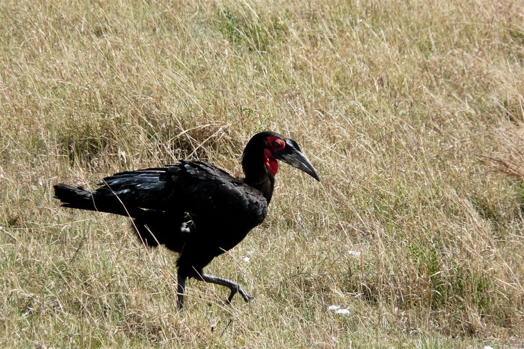 KENIA - MASAI MARA NATIONAL PARK - een zuidelijke grondneushoornvogel