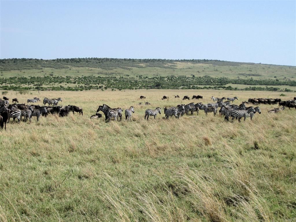 KENIA - MASAI MARA NATIONAL PARK - een kudde zebra's en gnoes