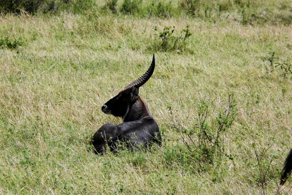 KENIA - MASAI MARA NATIONAL PARK - een waterbok