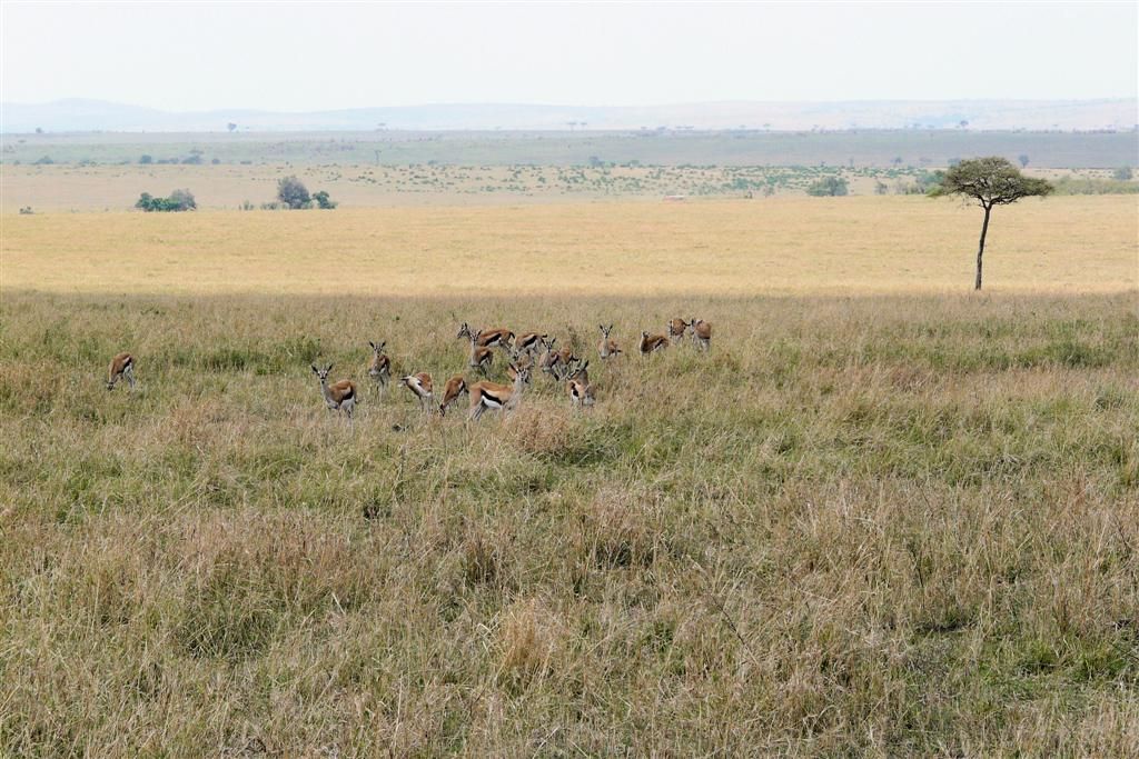 KENIA - MASAI MARA NATIONAL PARK - een kudde thomson gazelles