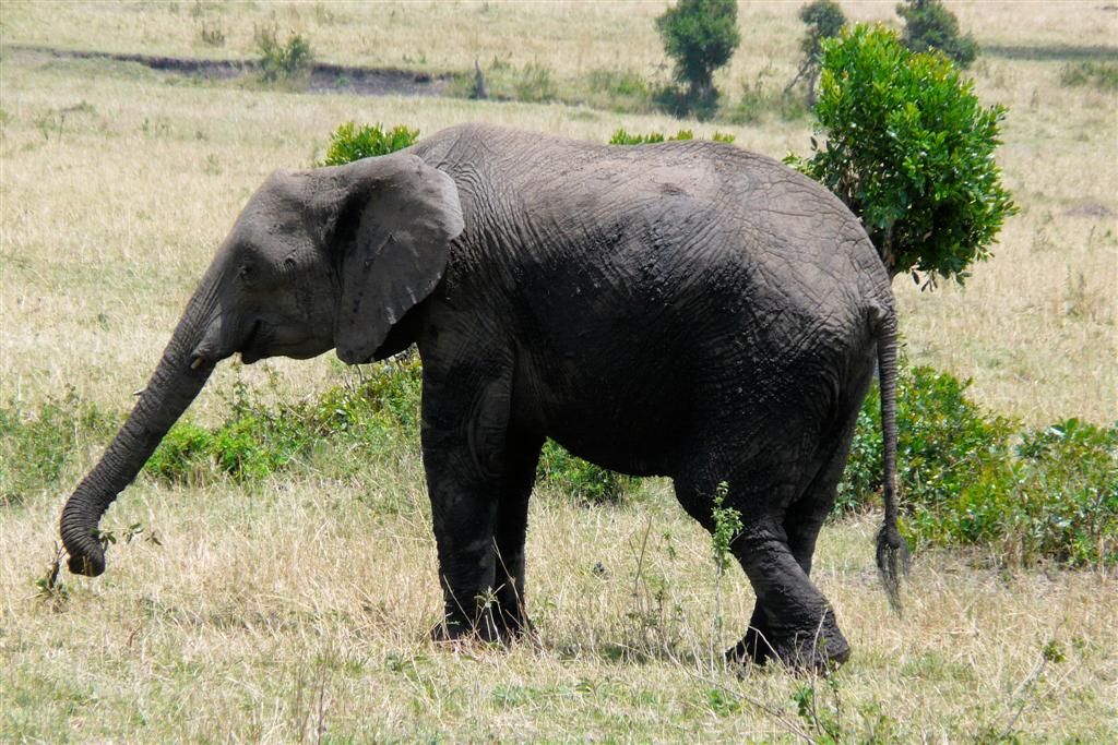 KENIA - MASAI MARA NATIONAL PARK - een Afrikaanse olifant