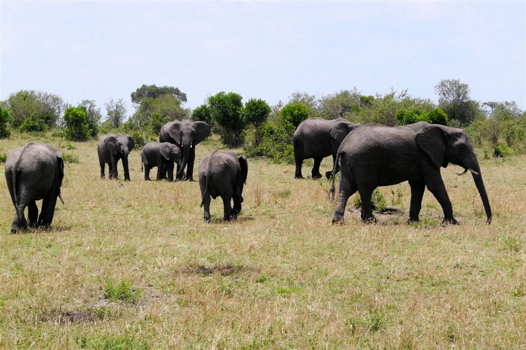 KENIA - MASAI MARA NATIONAL PARK - een kudde Afrikaanse olifanten