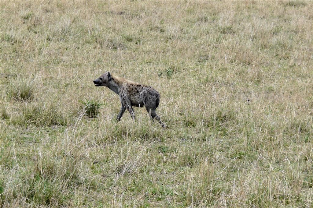 KENIA - MASAI MARA NATIONAL PARK - een gevlekte hyena