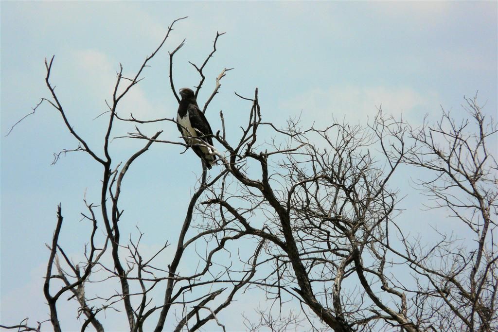 KENIA - MASAI MARA NATIONAL PARK - een slangenarend