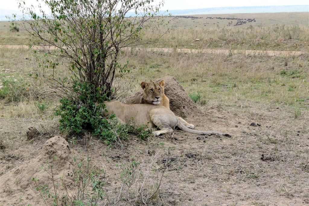 KENIA - MASAI MARA NATIONAL PARK - twee leeuwen