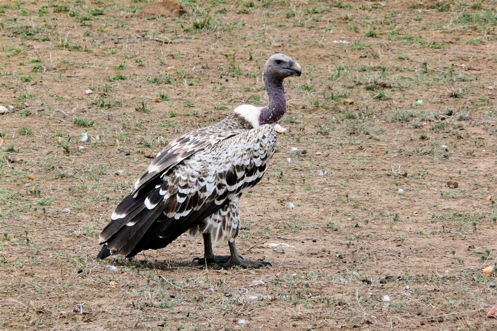 KENIA - MASAI MARA NATIONAL PARK - een ruppells gier