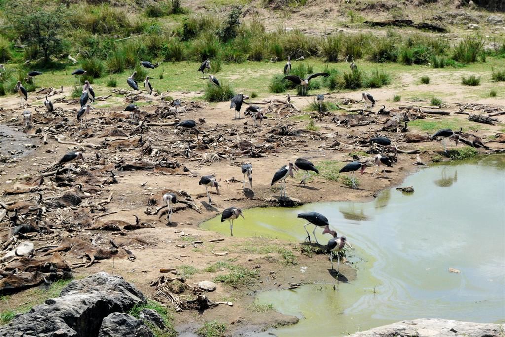 KENIA - MASAI MARA NATIONAL PARK - aasetende maraboes