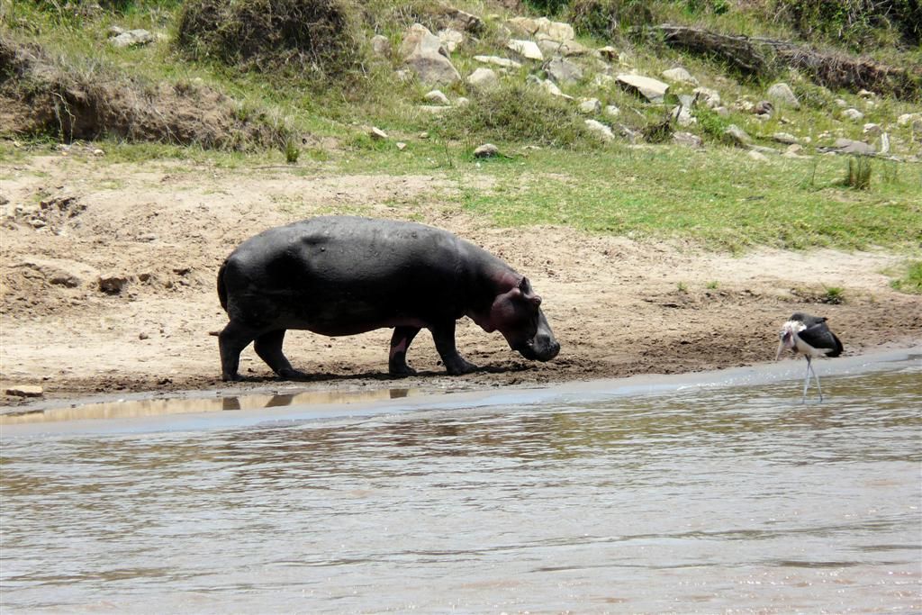 KENIA - MASAI MARA NATIONAL PARK - een nijlpaard en een maraboe