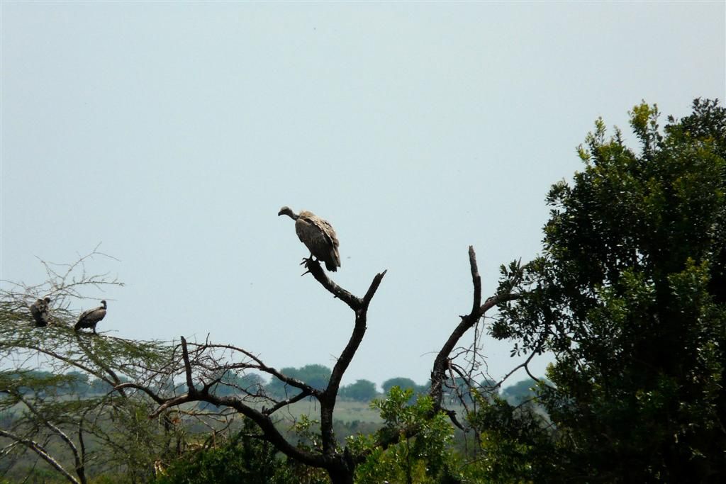 KENIA - MASAI MARA NATIONAL PARK - drie gieren in een boom