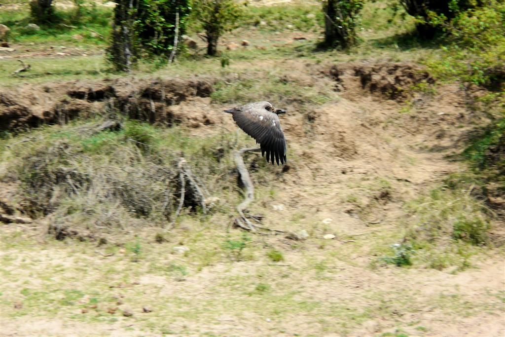 KENIA - MASAI MARA NATIONAL PARK - een vliegende gier