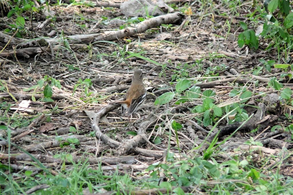 KENIA - MASAI MARA NATIONAL PARK - een witbrauwwaaierstaart