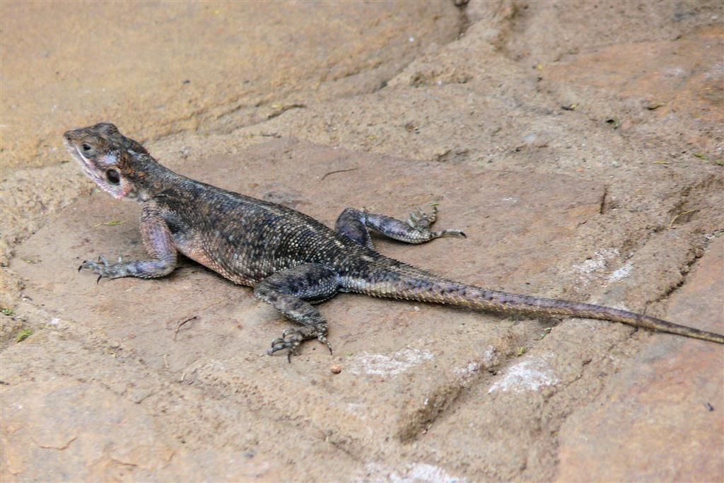 KENIA - MASAI MARA NATIONAL PARK - een vrouwtje agama mwanzae