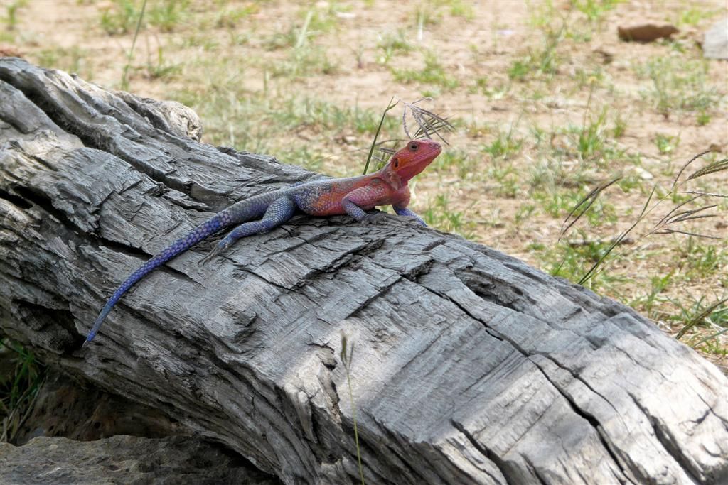 KENIA - MASAI MARA NATIONAL PARK - een mannetje agama mwanzae