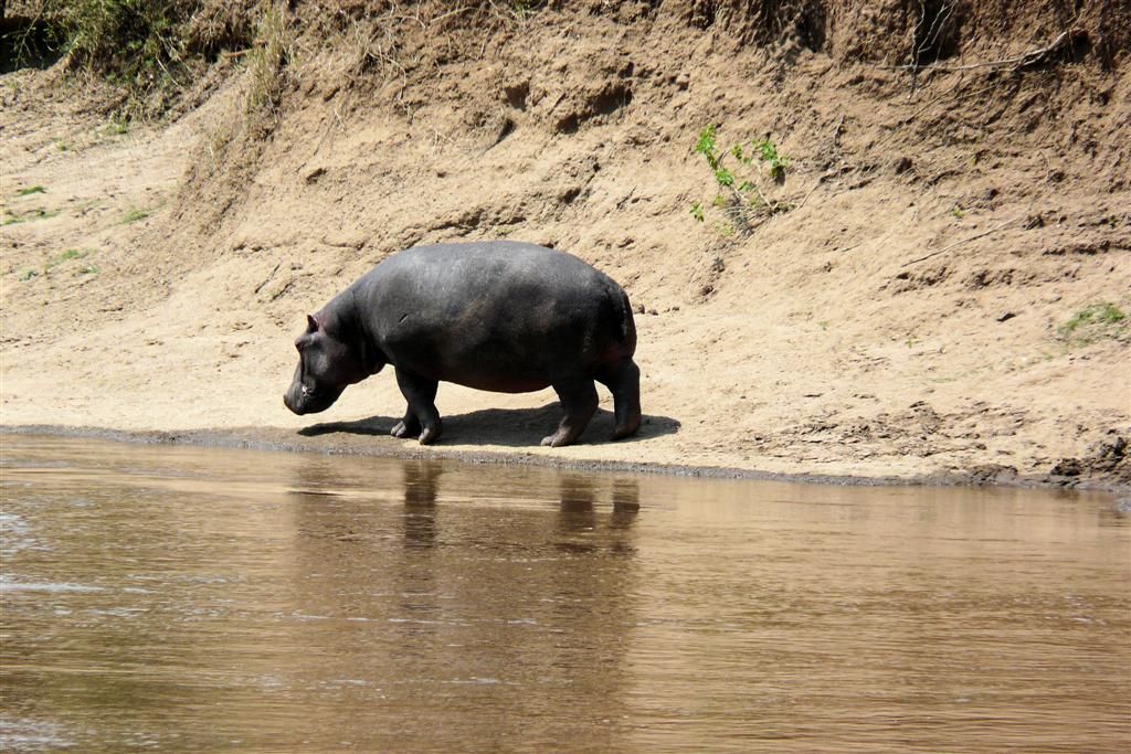 KENIA - MASAI MARA NATIONAL PARK - een nijlpaard