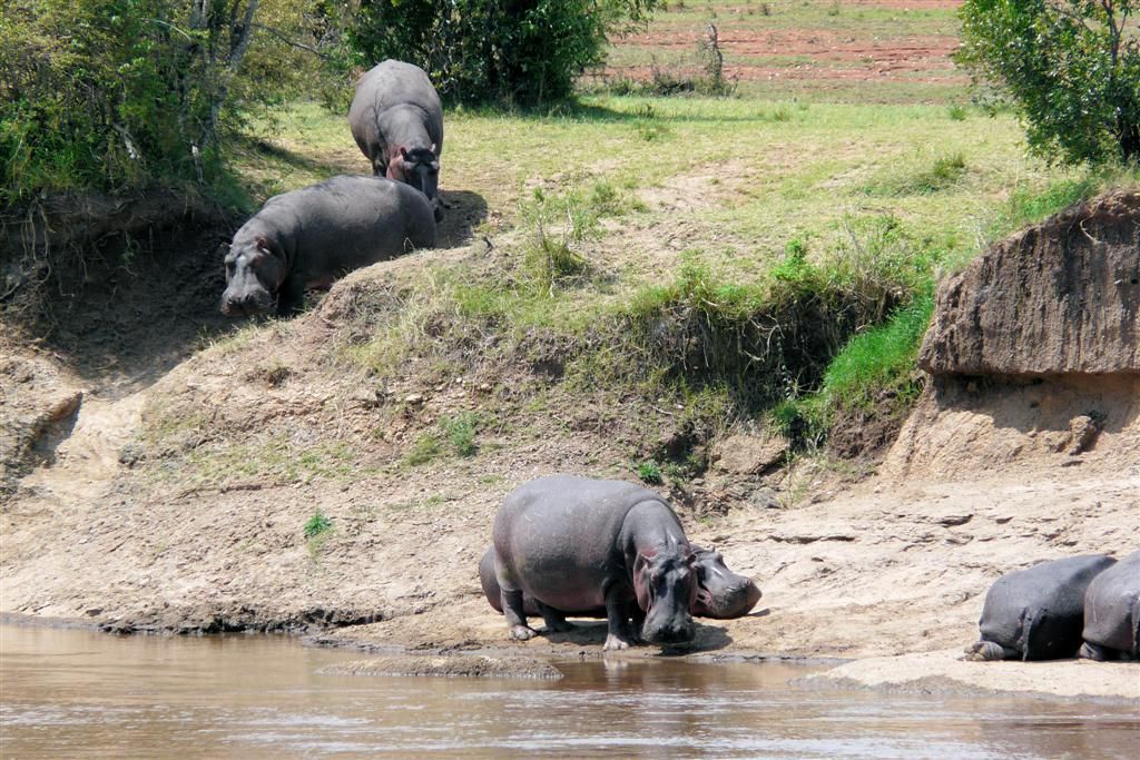 KENIA - MASAI MARA NATIONAL PARK - een groep nijlpaarden