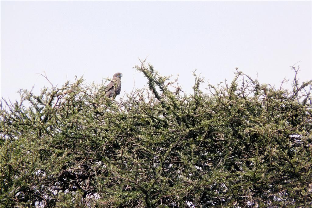 KENIA - MASAI MARA NATIONAL PARK - een savannearend
