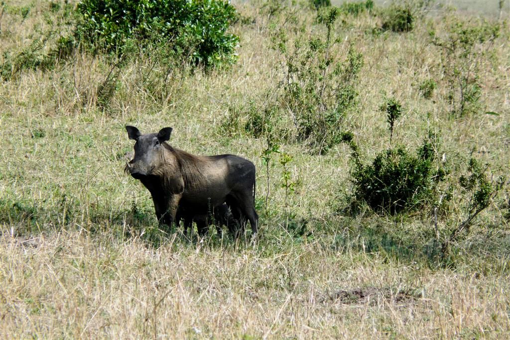 KENIA - MASAI MARA NATIONAL PARK - een wrattenzwijn