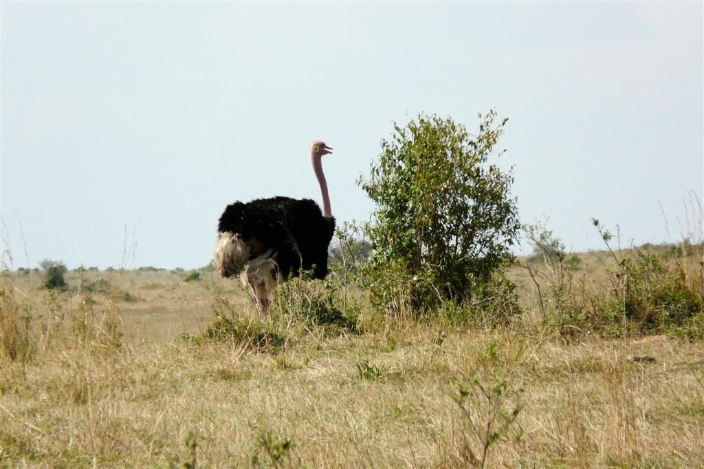 KENIA - MASAI MARA NATIONAL PARK - een mannetjes struisvogel
