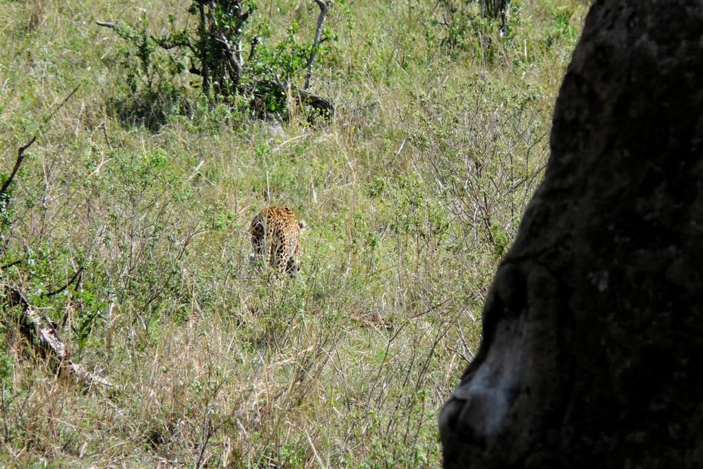 KENIA - MASAI MARA NATIONAL PARK - een luipaard die wegloopt