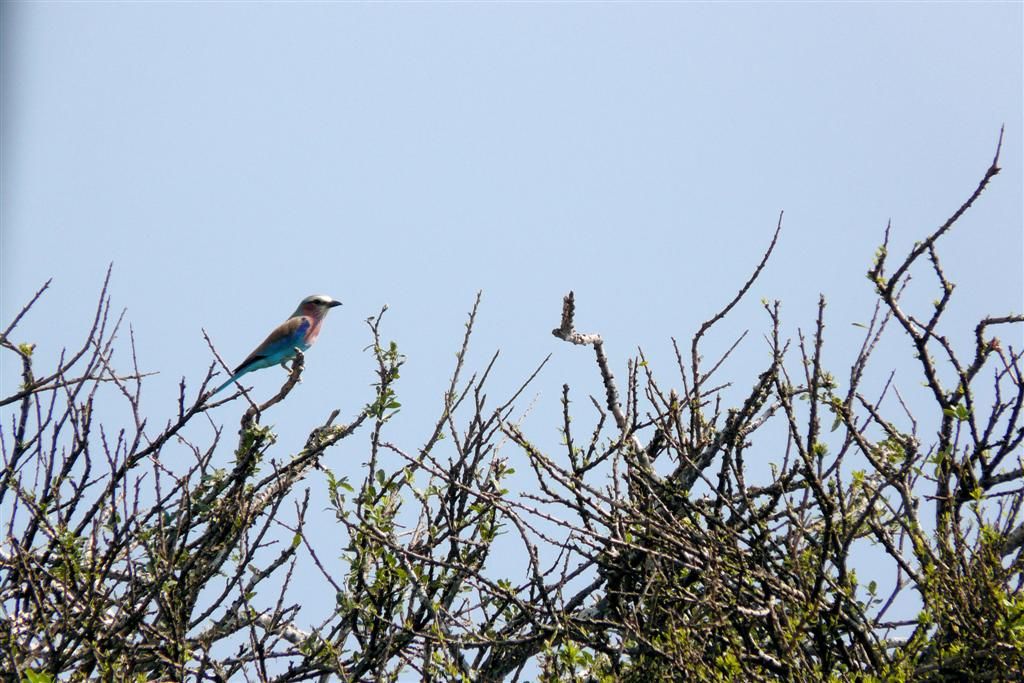 KENIA - MASAI MARA NATIONAL PARK - een vorkstaartscharrelaar