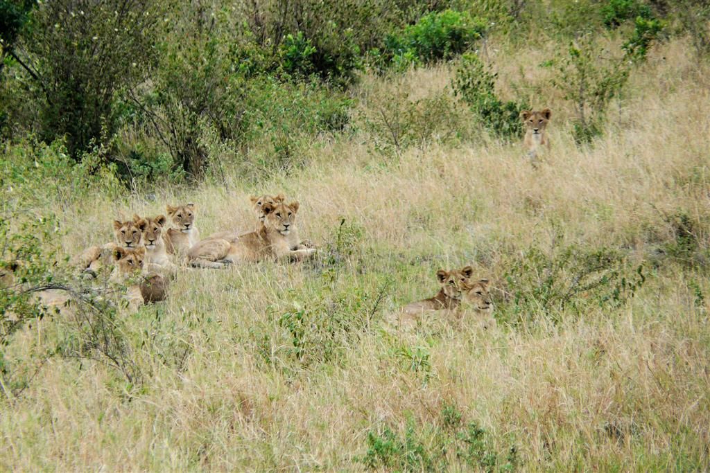 KENIA - MASAI MARA NATIONAL PARK - een groep leeuwenwelpen