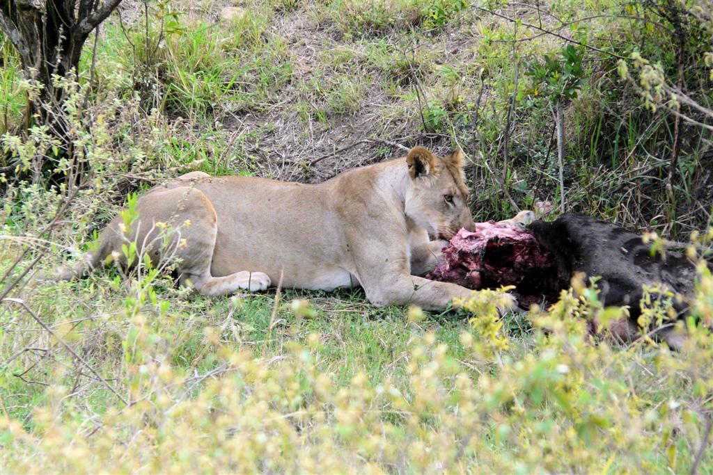 KENIA - MASAI MARA NATIONAL PARK - een leeuw die een gnoe aan het eten is