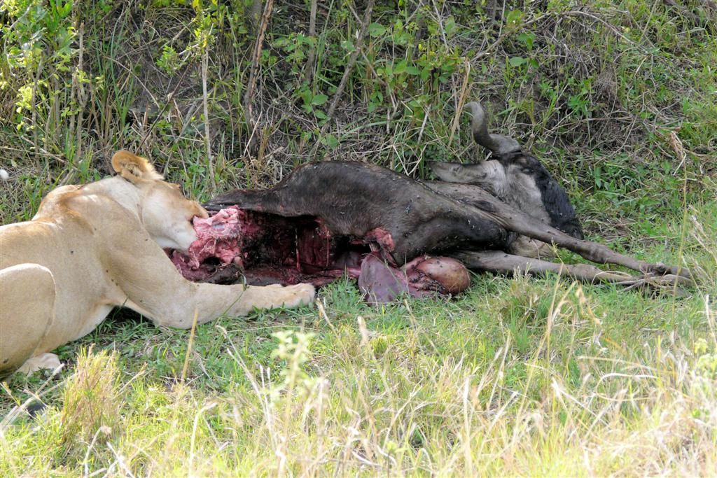 KENIA - MASAI MARA NATIONAL PARK - een leeuw die een gnoe aan het eten is