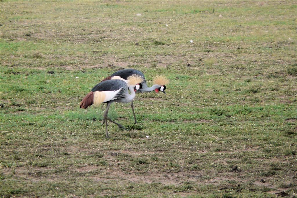 KENIA - MASAI MARA NATIONAL PARK - twee grijze kroonkraan vogels