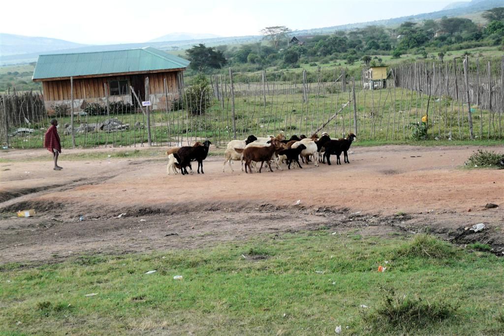 KENIA - MASAI MARA NATIONAL PARK -> ISEBANIA - Keniaanse jongen met schapen