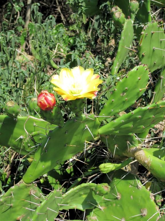 TANZANIA - ISEBANIA -> VICTORIAMEER - bloem van een cactus