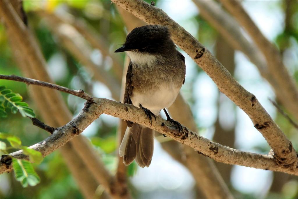TANZANIA - VICTORIAMEER - een bonte vliegenvanger