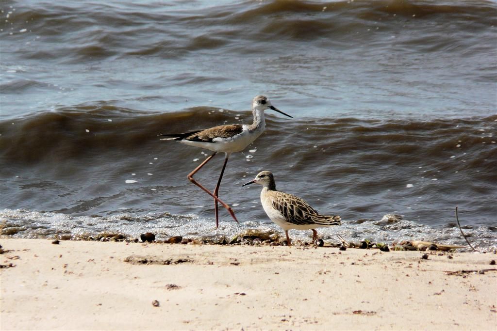 TANZANIA - VICTORIAMEER - links een kluut en rechts een kemphaan