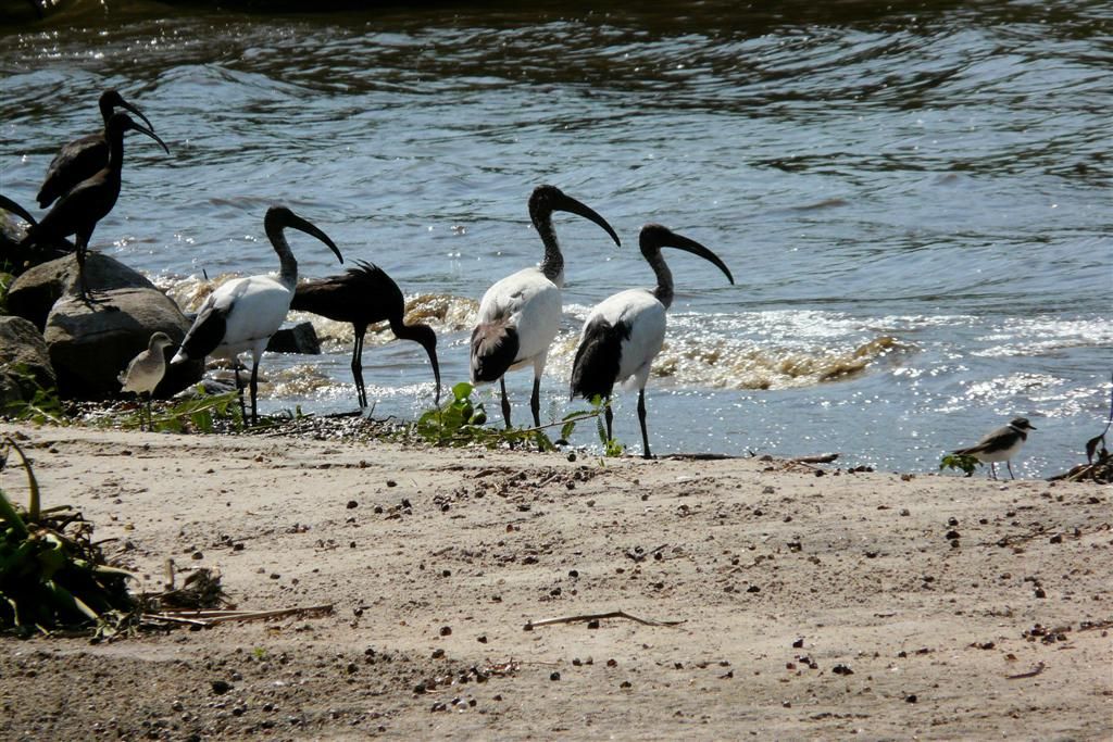 TANZANIA - VICTORIAMEER - een groepje heilige ibissen