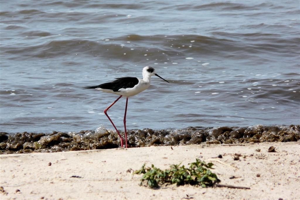 TANZANIA - VICTORIAMEER - een steltkluut