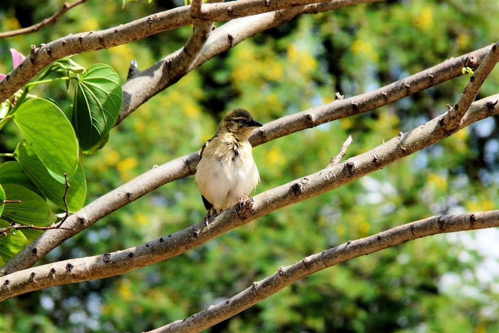 TANZANIA - VICTORIAMEER - een vrouwlijke zwartkopwever