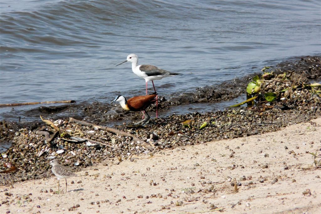 TANZANIA - VICTORIAMEER - links een Afrikaanse jacana en rechts een steltkluut