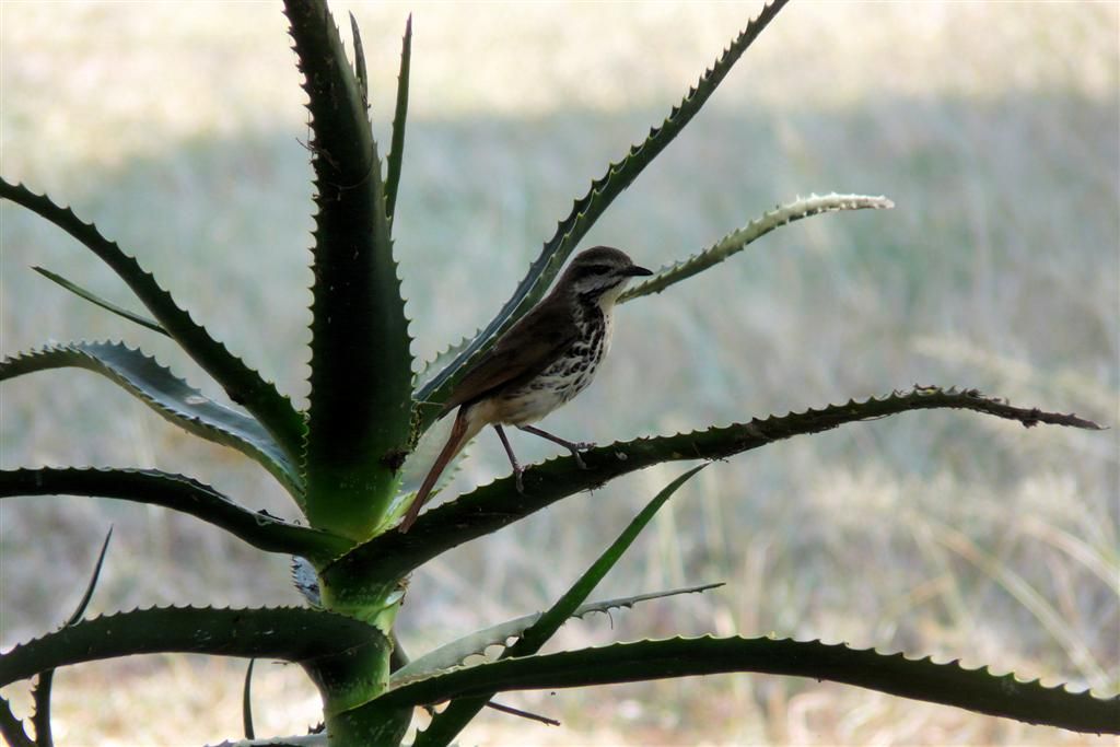 TANZANIA - VICTORIAMEER - een gevlekte palmlijster