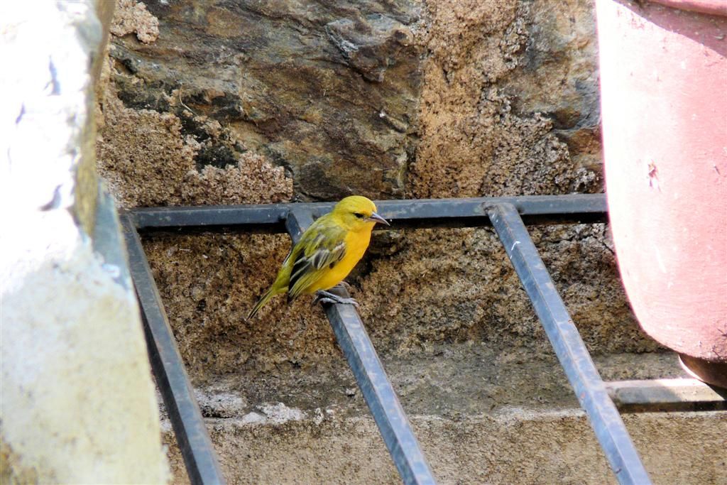 TANZANIA - VICTORIAMEER - een goudenpalmwever
