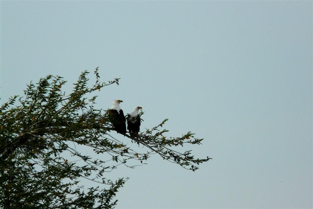 TANZANIA - VICTORIAMEER - twee Afrikaanse zeearenden