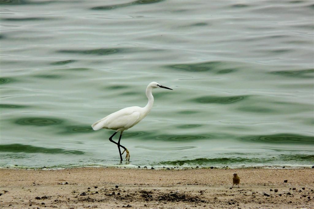 TANZANIA - VICTORIAMEER - een kleine zilverreiger